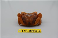 藏品(斑點擬相手蟹)的圖片